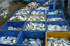 Mangaluru: Action against fish transport vehicles discharging wastewater on roads